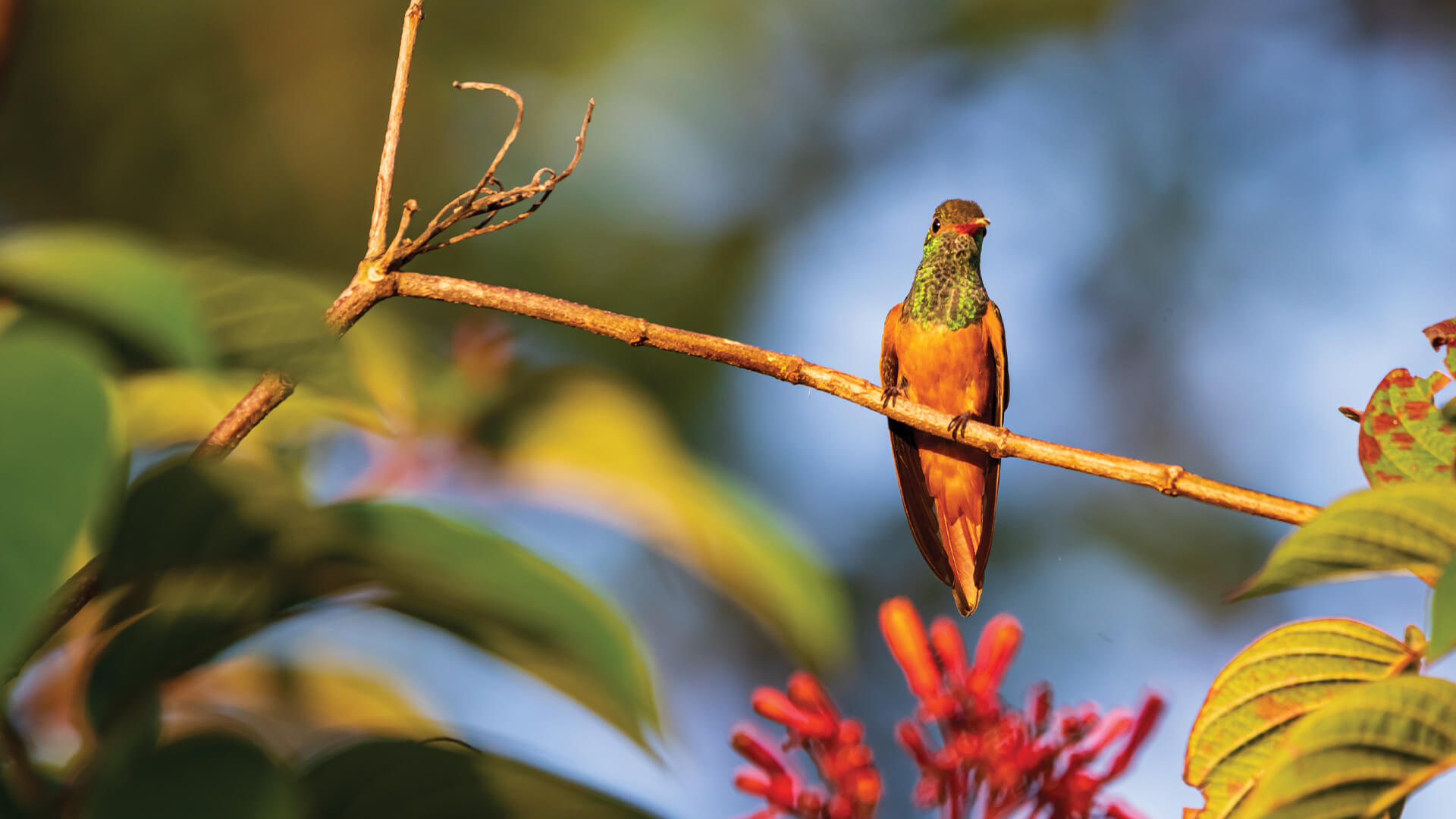 operational efficiency Bird